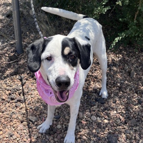 Penny, an adoptable Pointer in Show Low, AZ, 85901 | Photo Image 1