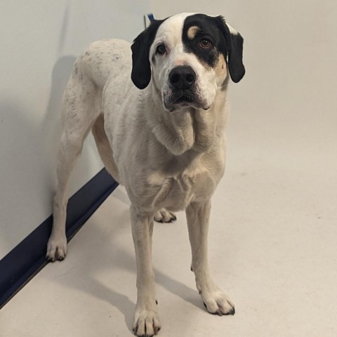 Penny, an adoptable Pointer in Show Low, AZ, 85901 | Photo Image 2