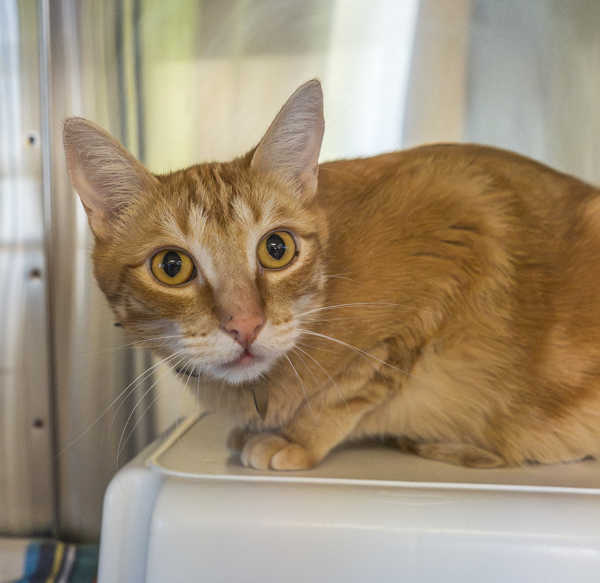 Felix, an adoptable Domestic Short Hair in Kennewick, WA, 99336 | Photo Image 2