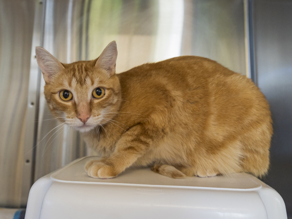 Felix, an adoptable Domestic Short Hair in Kennewick, WA, 99336 | Photo Image 3