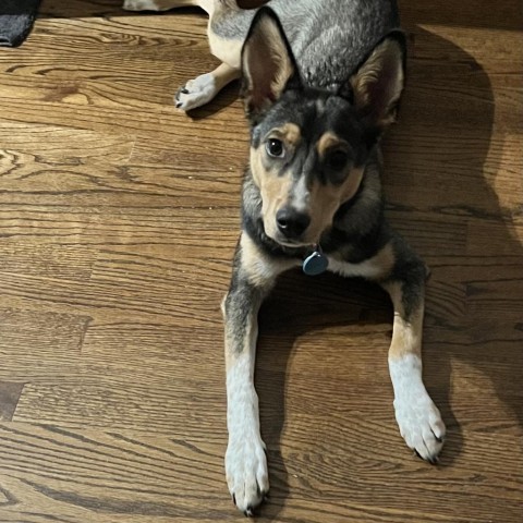 Vixie, an adoptable Cattle Dog, Husky in Nowata, OK, 74048 | Photo Image 5