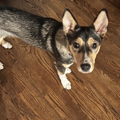 Vixie, an adoptable Cattle Dog, Husky in Nowata, OK, 74048 | Photo Image 6