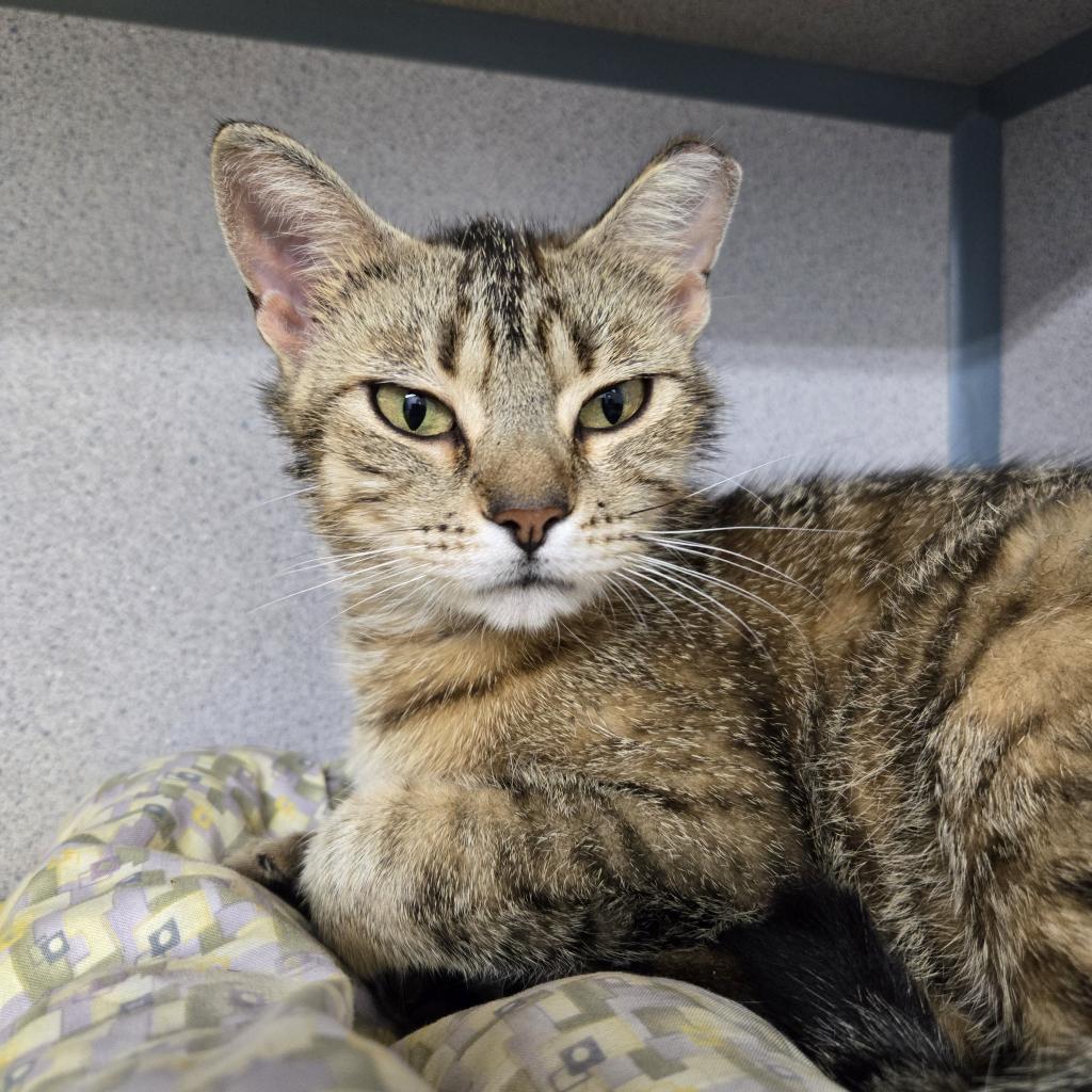 Twizzler, an adoptable Domestic Short Hair in North Battleford, SK, S9A 2M7 | Photo Image 1