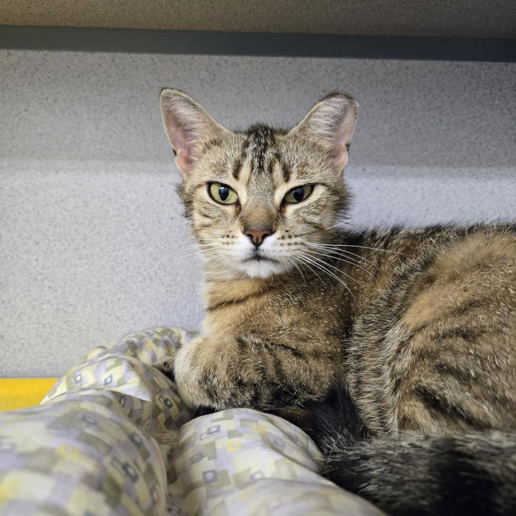 Twizzler, an adoptable Domestic Short Hair in North Battleford, SK, S9A 2M7 | Photo Image 2