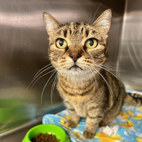 Hazel, an adoptable Domestic Short Hair in Spokane, WA, 99202 | Photo Image 1