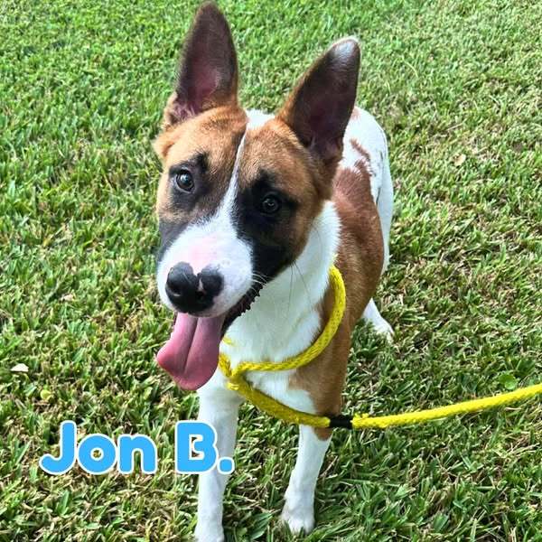 Jon B (pup of Phoenix), an adoptable Belgian Shepherd / Malinois, Foxhound in Pompano Beach, FL, 33062 | Photo Image 1