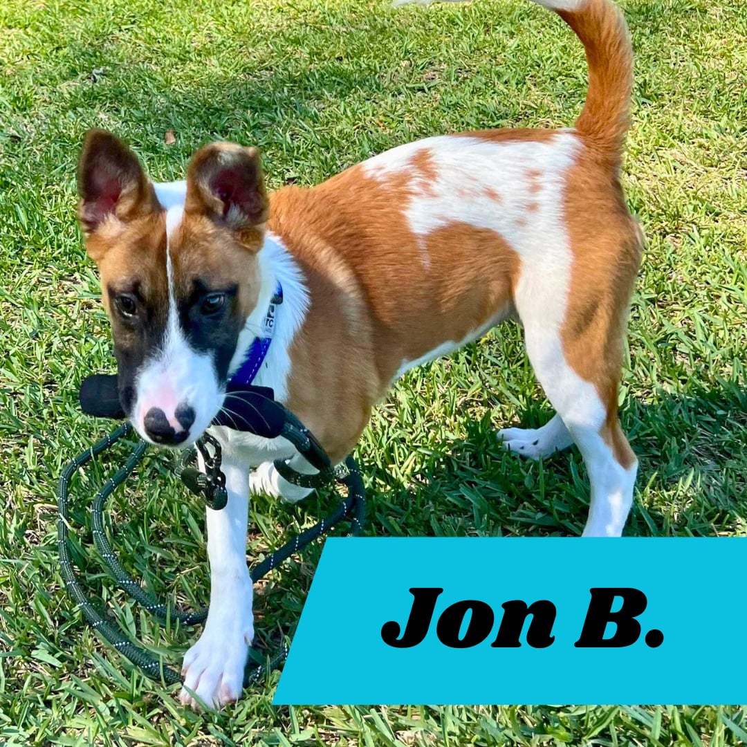 Jon B (pup of Phoenix), an adoptable Belgian Shepherd / Malinois, Foxhound in Pompano Beach, FL, 33062 | Photo Image 2