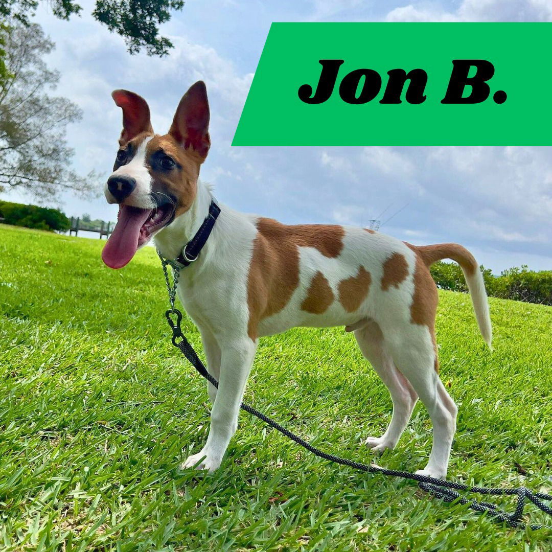 Jon B (pup of Phoenix), an adoptable Belgian Shepherd / Malinois, Foxhound in Pompano Beach, FL, 33062 | Photo Image 3