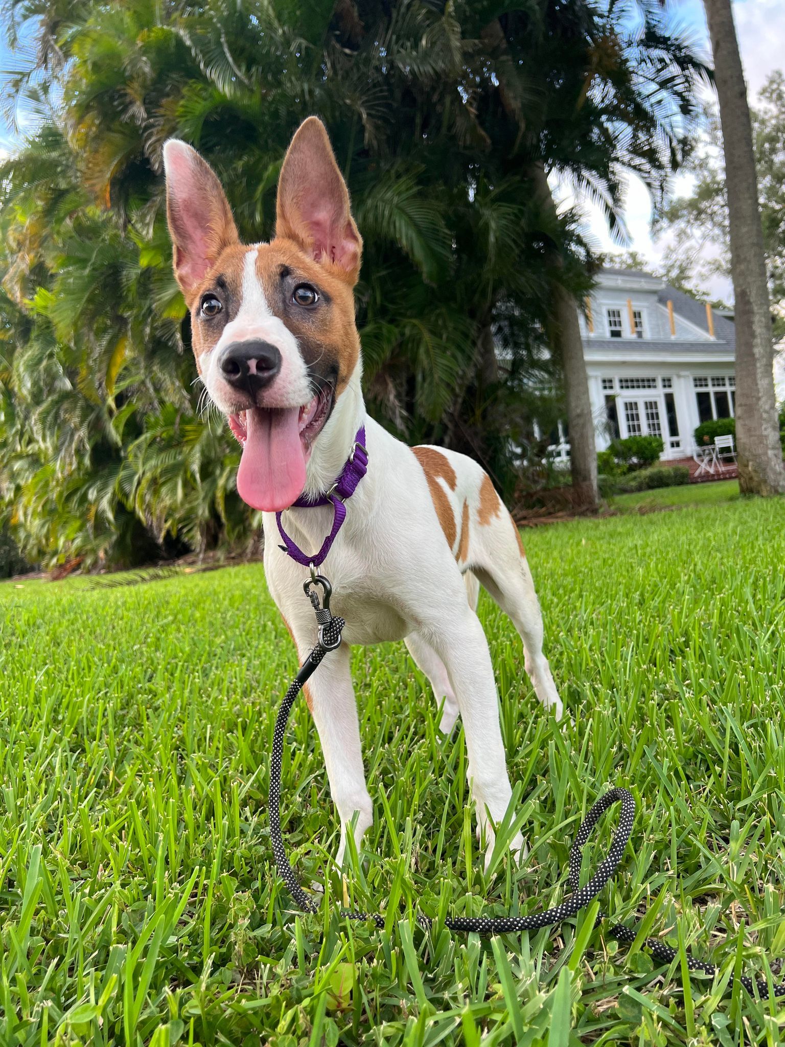 David G. (pup of Phoenix), an adoptable Foxhound, Belgian Shepherd / Malinois in Pompano Beach, FL, 33062 | Photo Image 1