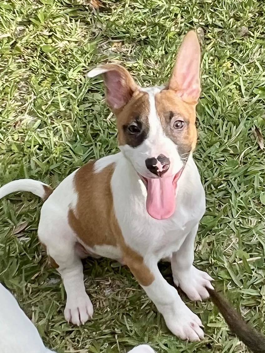 David G. (pup of Phoenix), an adoptable Foxhound, Belgian Shepherd / Malinois in Pompano Beach, FL, 33062 | Photo Image 3