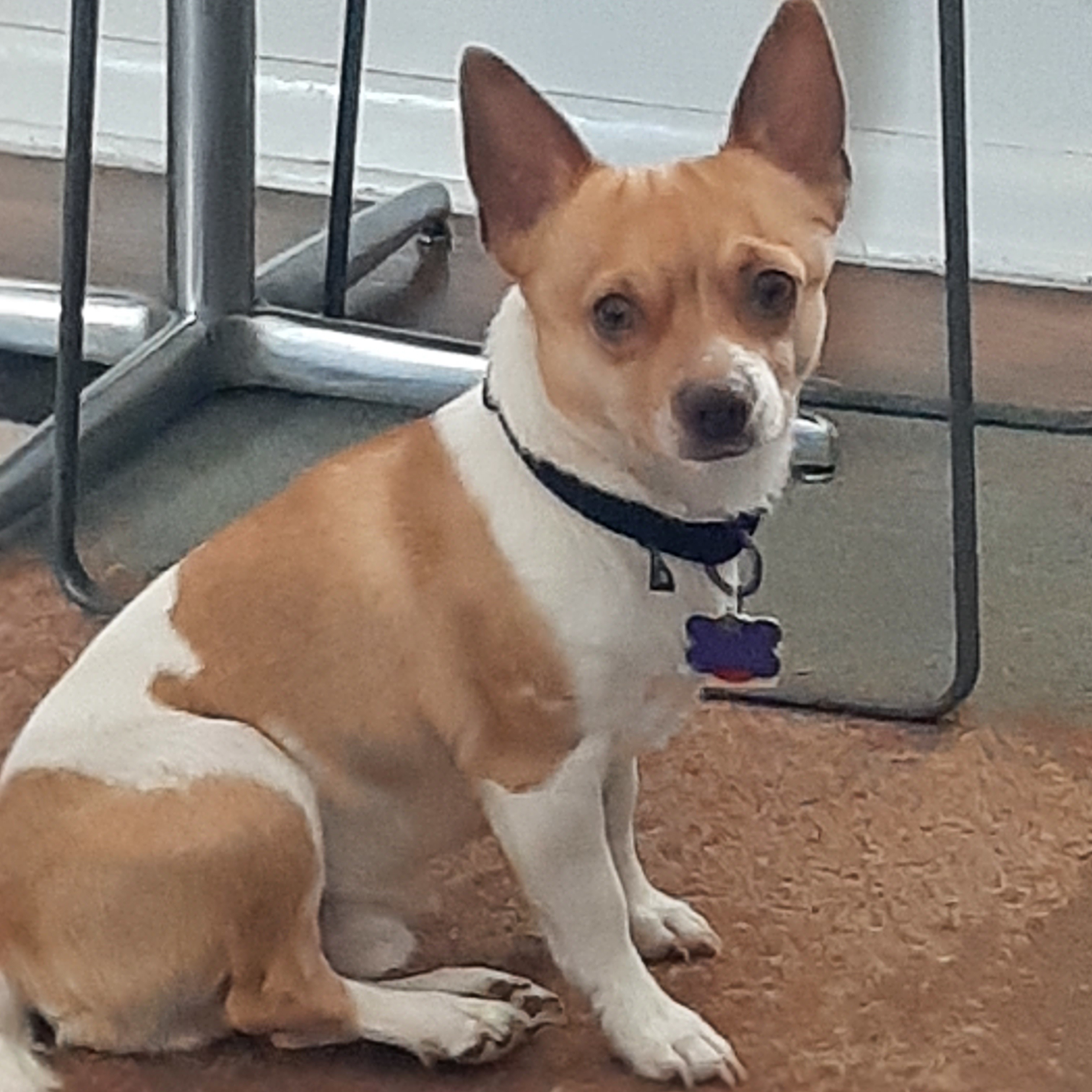 Benji (Squirt), an adoptable Basenji, Chihuahua in Lewis Center, OH, 43035 | Photo Image 2