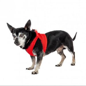 Bassoon 11760 Chihuahua Dog