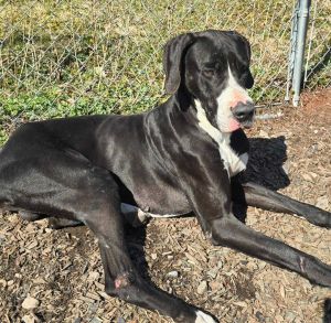 Quinn, Adult Male Great Dane