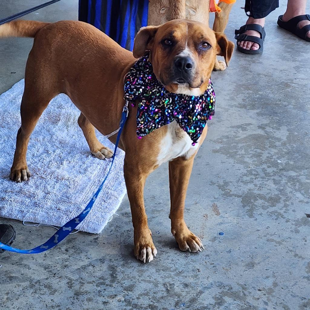 Buddy, an adoptable Boxer in Enid, OK, 73703 | Photo Image 2