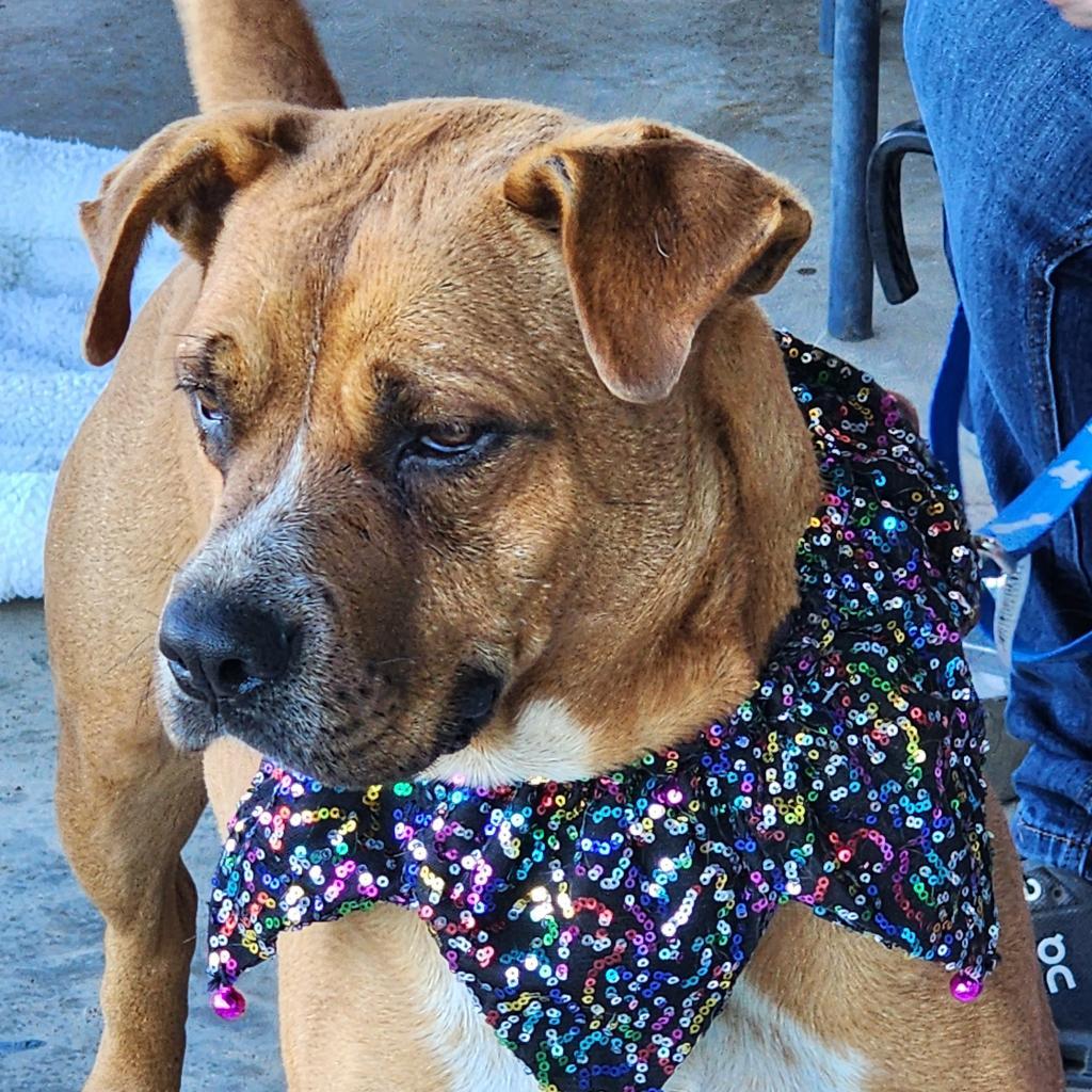 Buddy, an adoptable Boxer in Enid, OK, 73703 | Photo Image 3