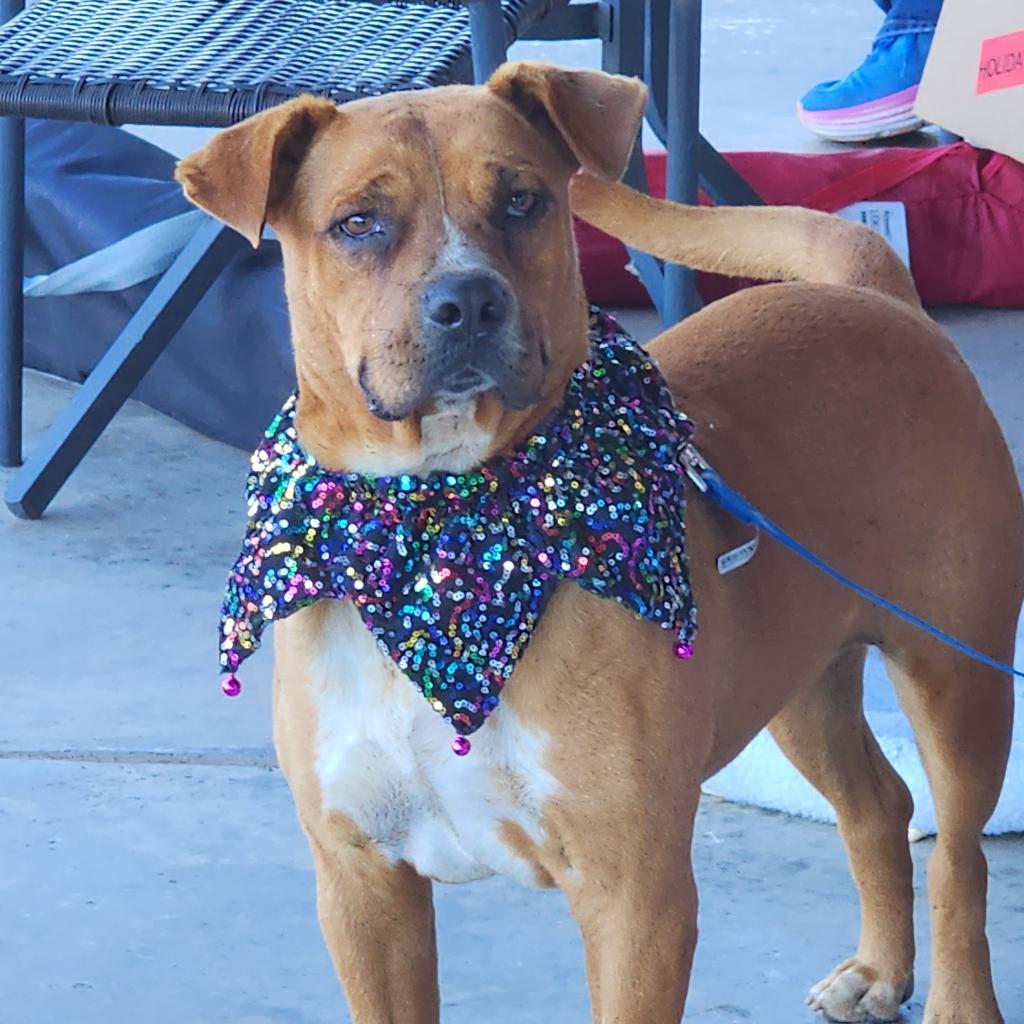 Buddy, an adoptable Boxer in Enid, OK, 73703 | Photo Image 4