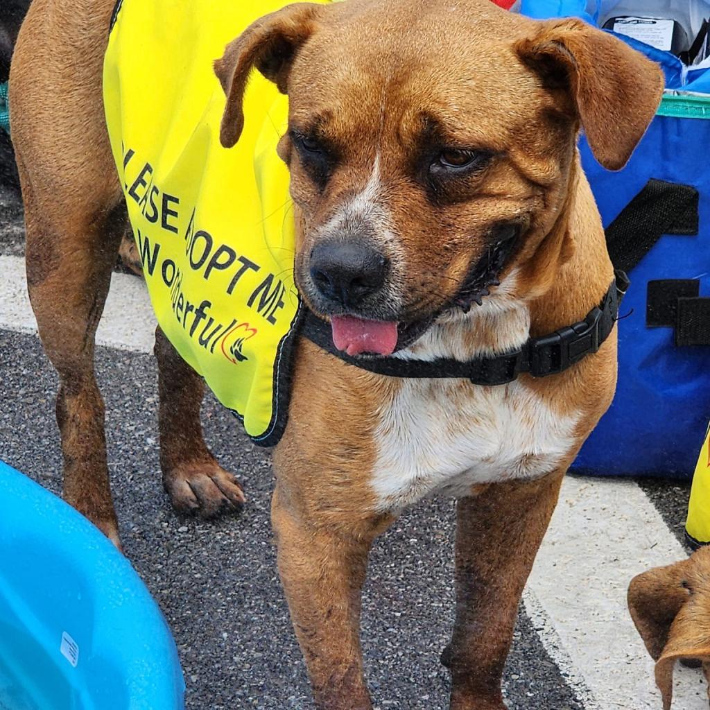 Buddy, an adoptable Boxer in Enid, OK, 73703 | Photo Image 5