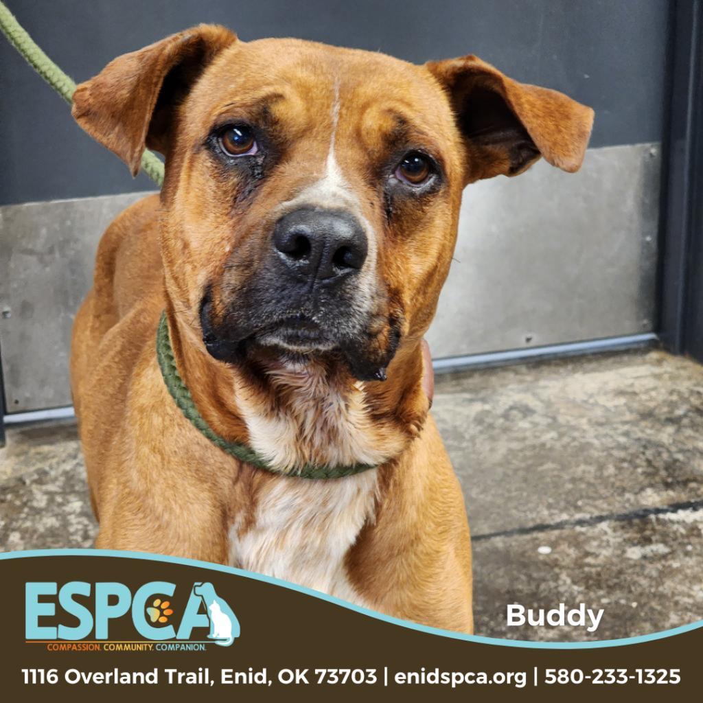 Buddy, an adoptable Boxer in Enid, OK, 73703 | Photo Image 6