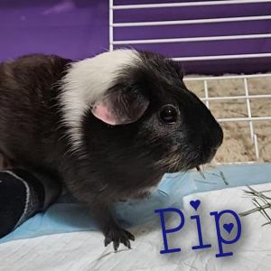 Hi there My name is Sua and Im a guinea pig who is looking for a forever home I was