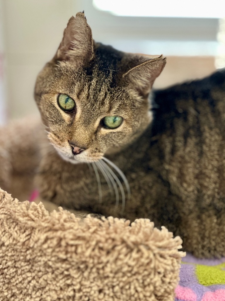 Theodore, an adoptable Domestic Short Hair in Cumberland, ME, 04021 | Photo Image 1