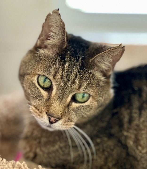 Theodore, an adoptable Domestic Short Hair in Cumberland, ME, 04021 | Photo Image 1