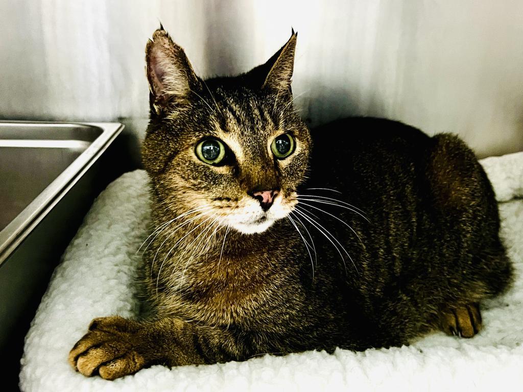 Theodore, an adoptable Domestic Short Hair in Cumberland, ME, 04021 | Photo Image 2