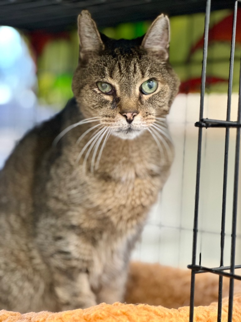 Theodore, an adoptable Domestic Short Hair in Cumberland, ME, 04021 | Photo Image 3