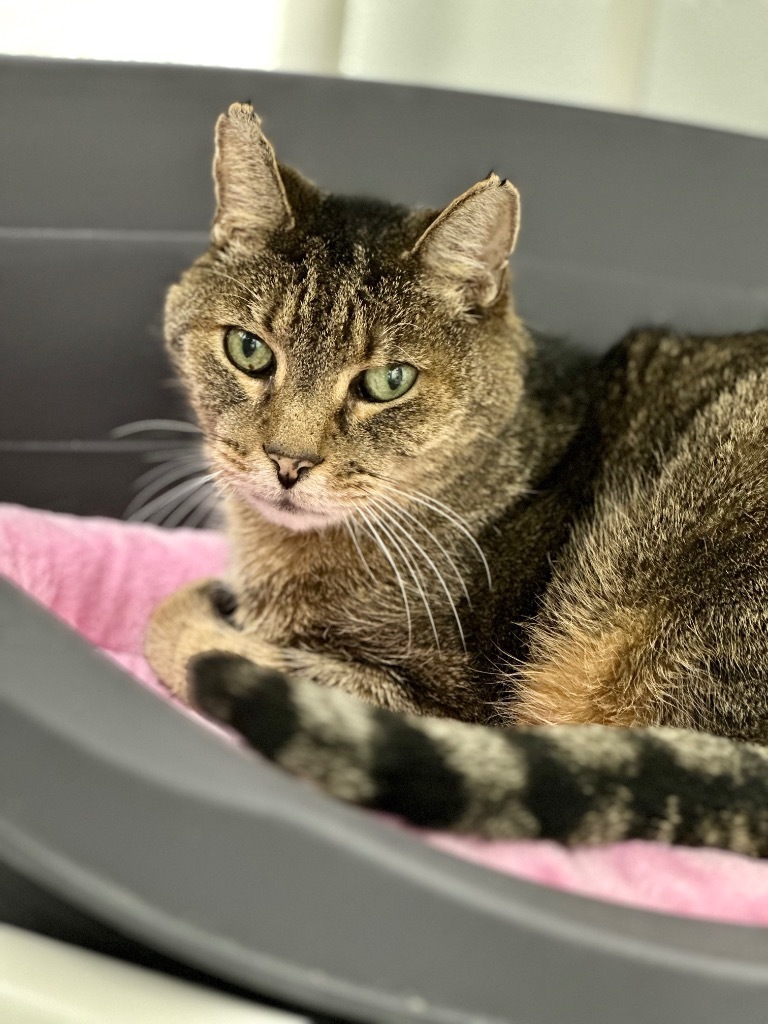 Theodore, an adoptable Domestic Short Hair in Cumberland, ME, 04021 | Photo Image 4