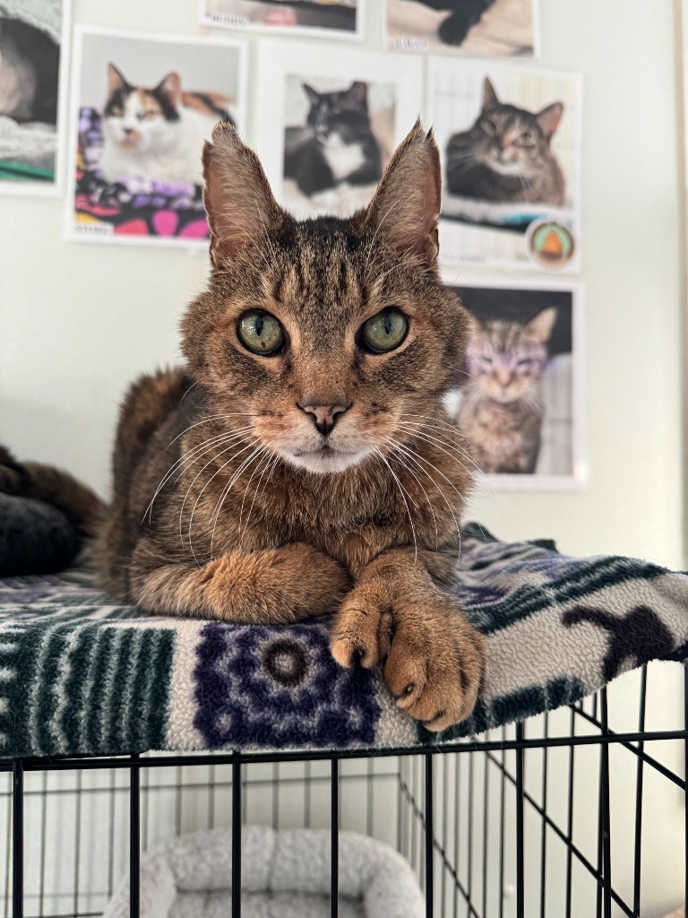 Theodore, an adoptable Domestic Short Hair in Cumberland, ME, 04021 | Photo Image 5