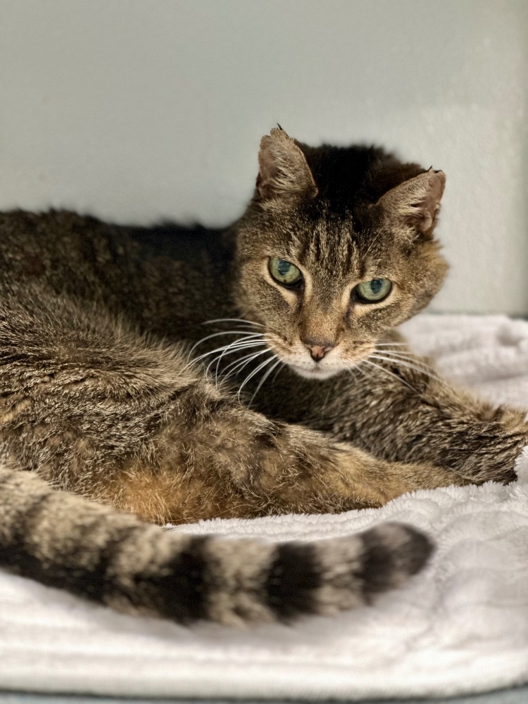 Theodore, an adoptable Domestic Short Hair in Cumberland, ME, 04021 | Photo Image 6