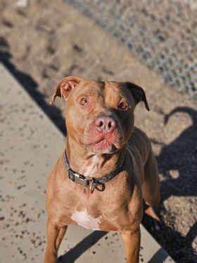 Leo, an adoptable Pit Bull Terrier, American Staffordshire Terrier in Black River Falls, WI, 54615 | Photo Image 1