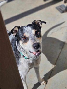 Oreo, an adoptable Labrador Retriever, Australian Cattle Dog / Blue Heeler in Black River Falls, WI, 54615 | Photo Image 1