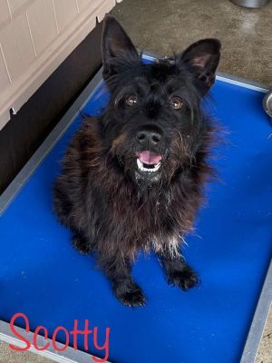 Scotty is a 1 year-old 23 Scottish Terrier Mix who is fully vetted current 