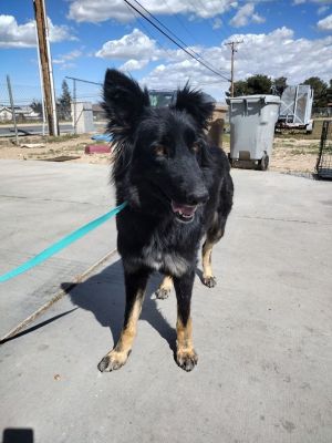 Belgian Malinois mix female 2 years oldSkye is a young adult female the shelter calling her a Belg