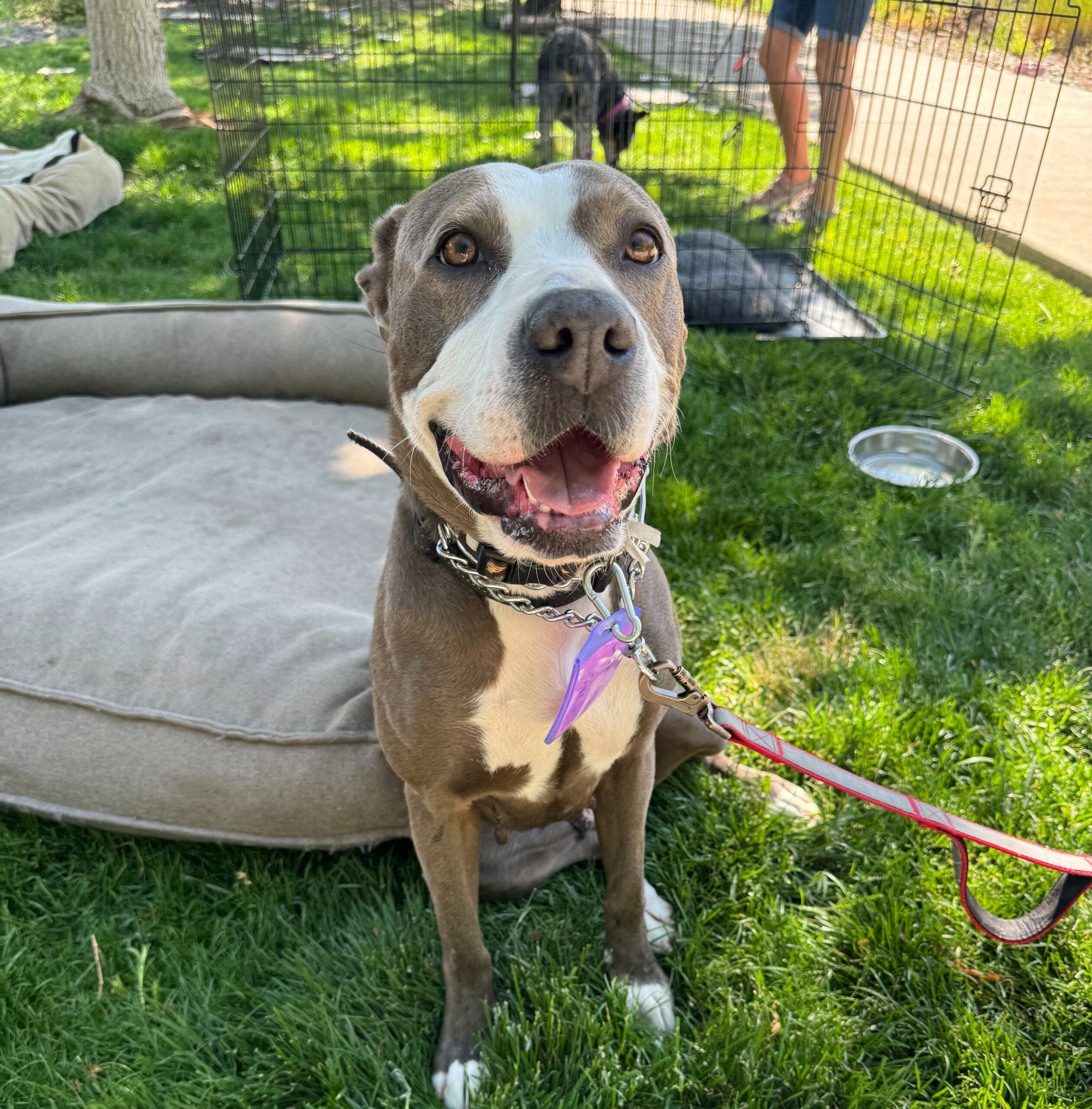 Loretta, an adoptable Pit Bull Terrier in Grand Junction, CO, 81503 | Photo Image 1