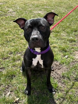 Max, an adoptable American Staffordshire Terrier, Mixed Breed in Fergus Falls, MN, 56537 | Photo Image 1