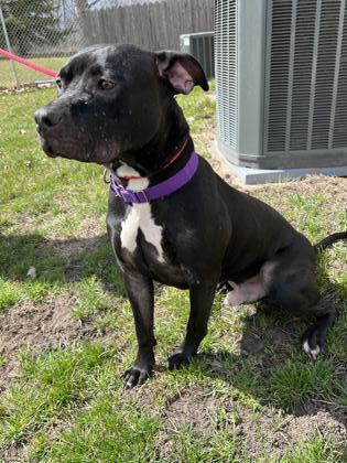 Max, an adoptable American Staffordshire Terrier, Mixed Breed in Fergus Falls, MN, 56537 | Photo Image 2