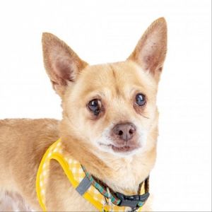 Introducing Fiddle the charming Chihuahua whos always in the middle of the doggy hullabaloo With 