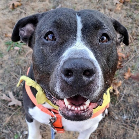 Misha, an adoptable American Staffordshire Terrier in Grand Rapids, MI, 49503 | Photo Image 1