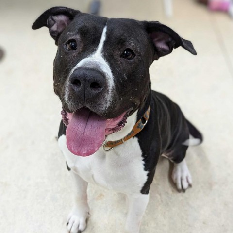 Misha, an adoptable American Staffordshire Terrier in Grand Rapids, MI, 49503 | Photo Image 3