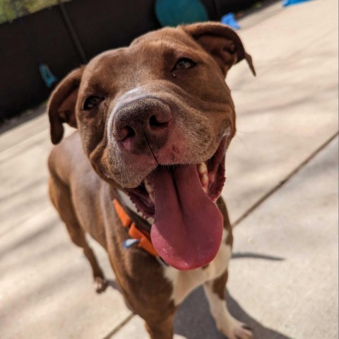 West - In Foster, an adoptable American Staffordshire Terrier in Grand Rapids, MI, 49503 | Photo Image 1