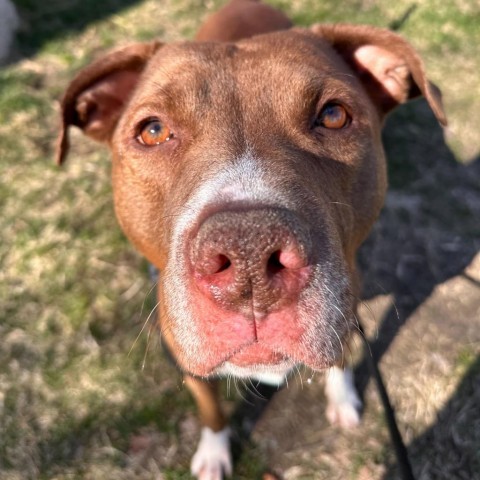 West - In Foster, an adoptable American Staffordshire Terrier in Grand Rapids, MI, 49503 | Photo Image 2