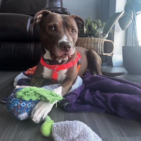 West - In Foster, an adoptable American Staffordshire Terrier in Grand Rapids, MI, 49503 | Photo Image 3