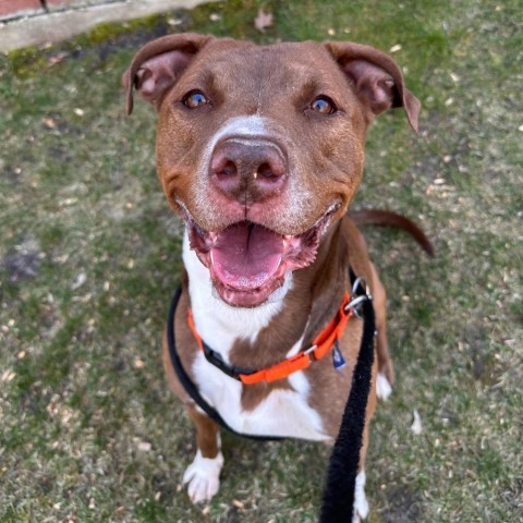 West - In Foster, an adoptable American Staffordshire Terrier in Grand Rapids, MI, 49503 | Photo Image 3