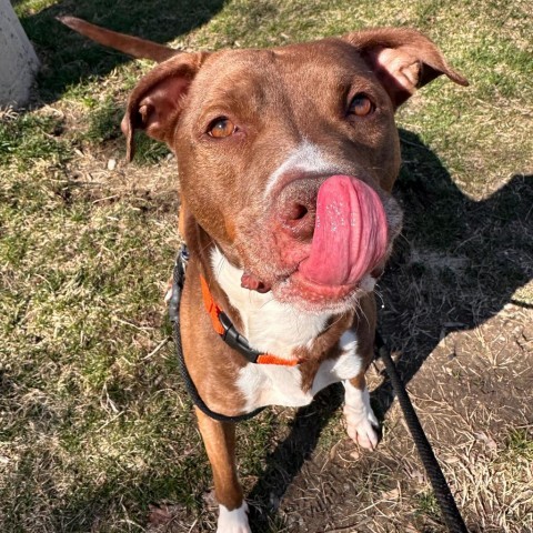 West - In Foster, an adoptable American Staffordshire Terrier in Grand Rapids, MI, 49503 | Photo Image 3