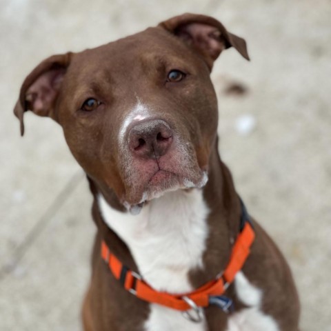 West - In Foster, an adoptable American Staffordshire Terrier in Grand Rapids, MI, 49503 | Photo Image 4