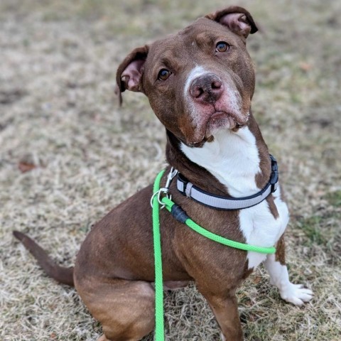 West - In Foster, an adoptable American Staffordshire Terrier in Grand Rapids, MI, 49503 | Photo Image 4