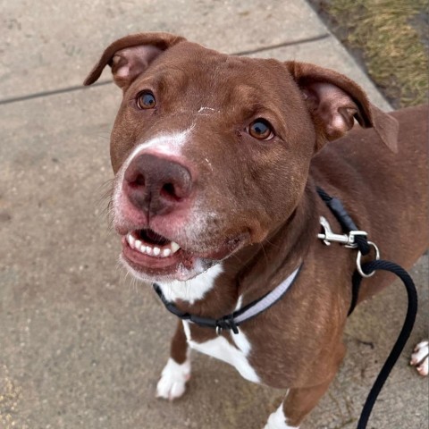 West - In Foster, an adoptable American Staffordshire Terrier in Grand Rapids, MI, 49503 | Photo Image 5