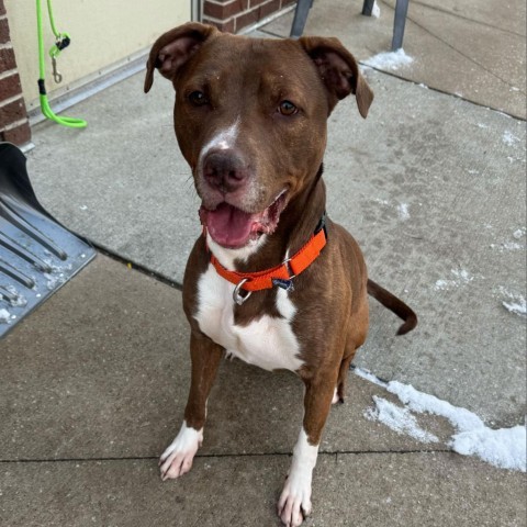 West - In Foster, an adoptable American Staffordshire Terrier in Grand Rapids, MI, 49503 | Photo Image 5