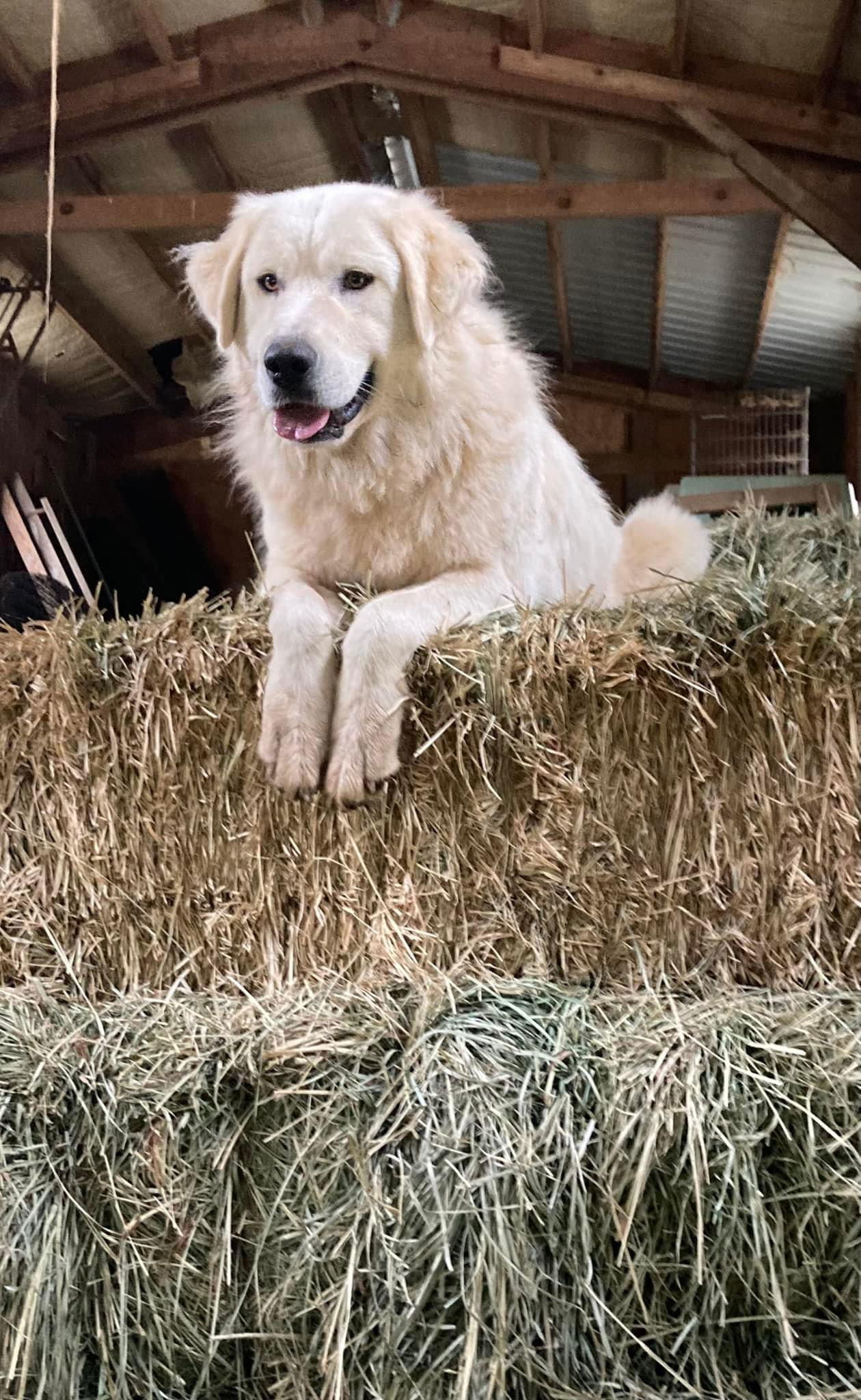 Jeannette, an adoptable Great Pyrenees in Bountiful, UT, 84010 | Photo Image 1